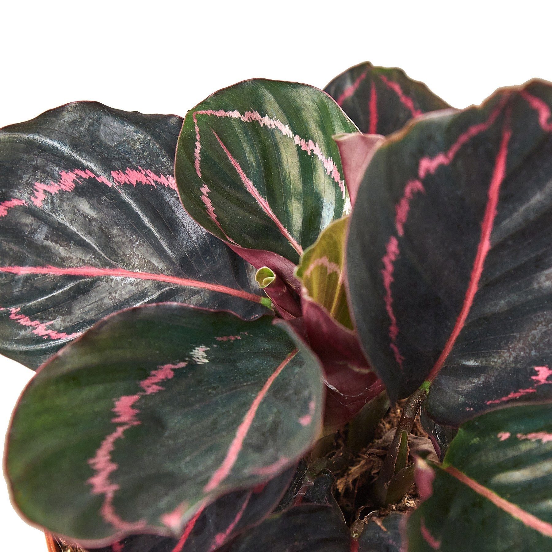 Calathea Dottie Roseopicta (Real Calathea Couture Purple) | Exotic ...