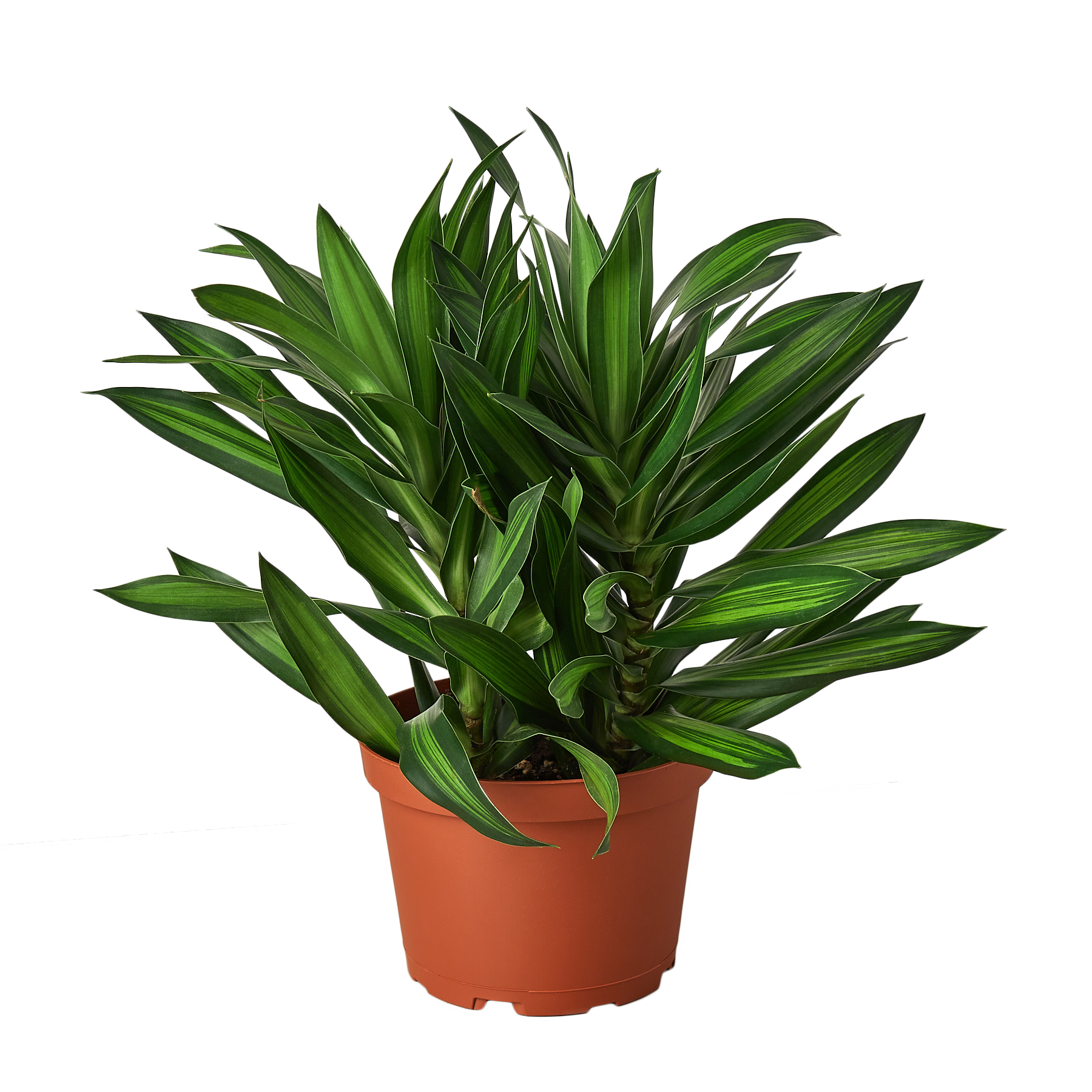 Dracaena 'Song of Jamaica' - 6" Pot