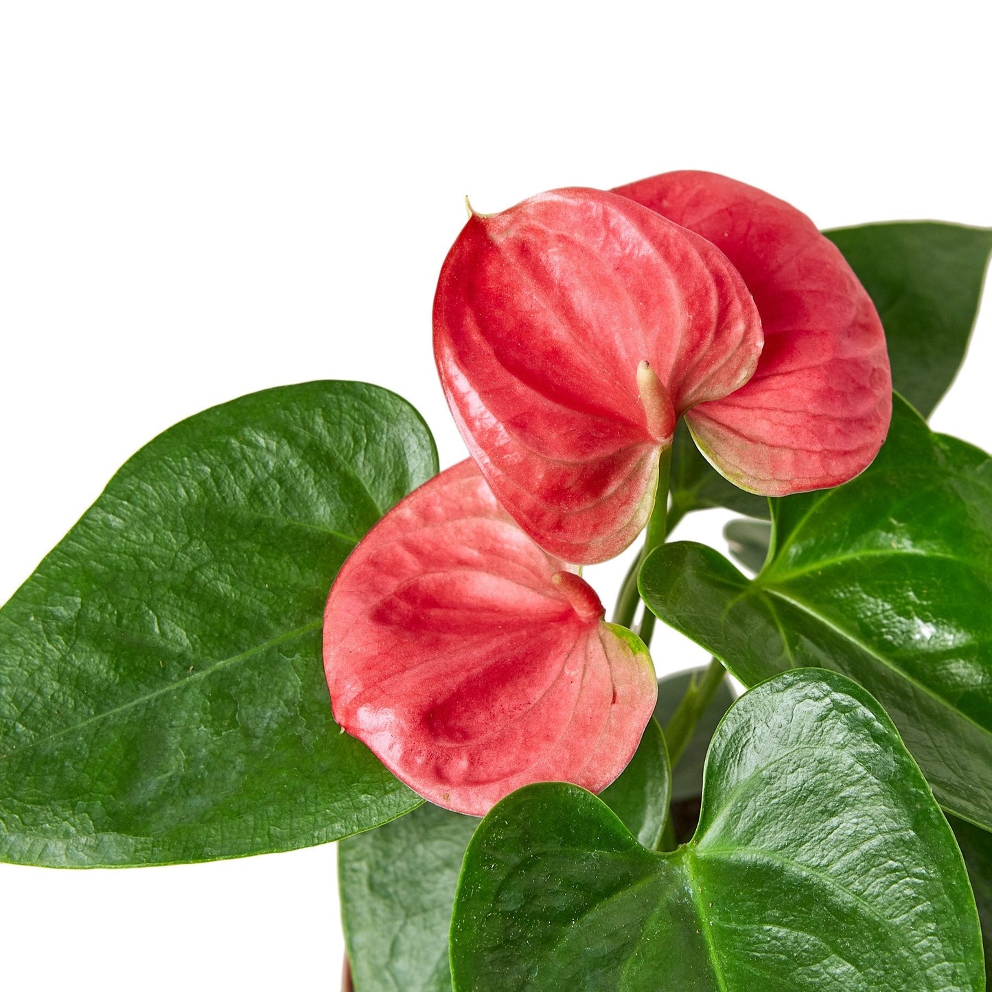 Pink Anthurium Andraeanum