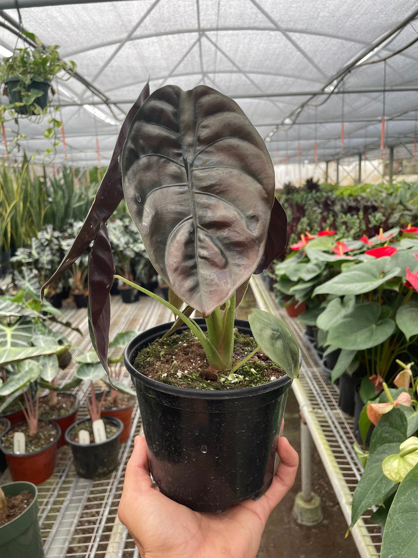 Alocasia Cuprea - Red Secret Alocasia