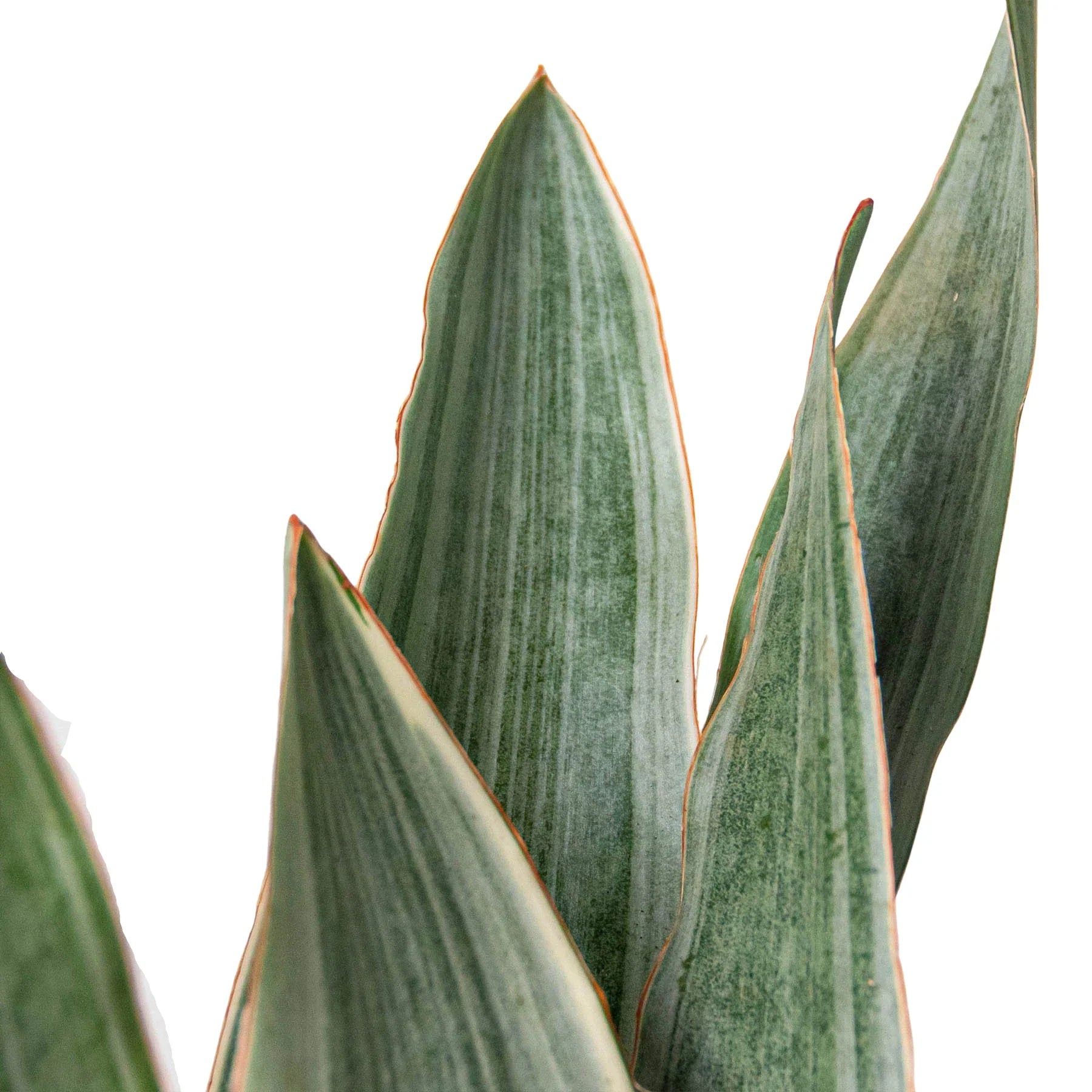 Snake Plant 'Sayuri'