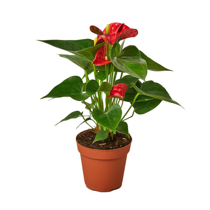 Red Anthurium - Anthurium Andraeanum