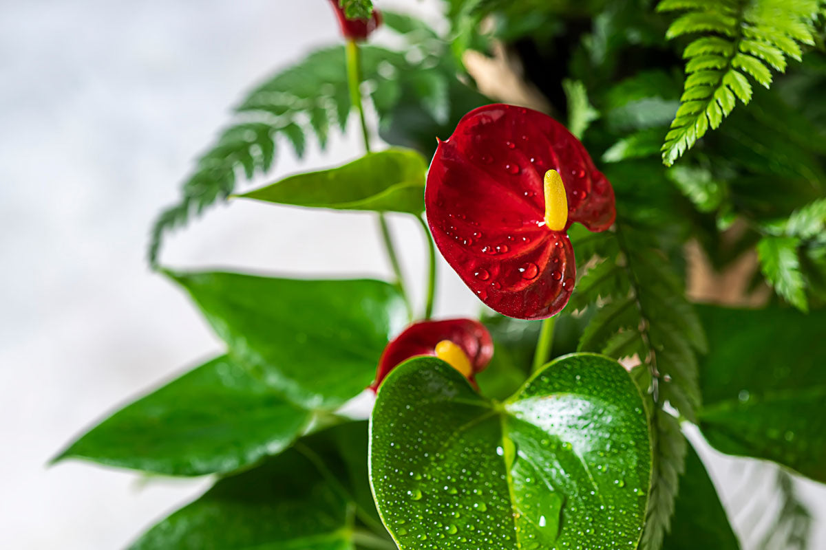 Red Anthurium - Anthurium Andraeanum