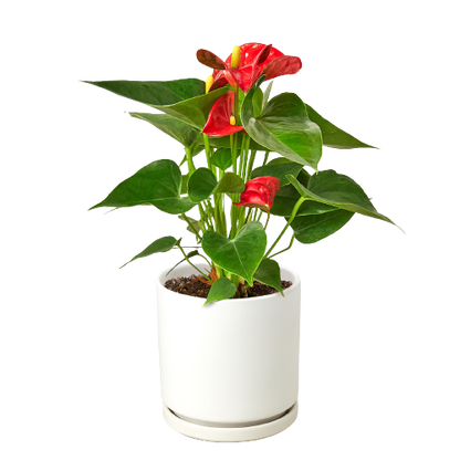 Red Anthurium - Anthurium Andraeanum