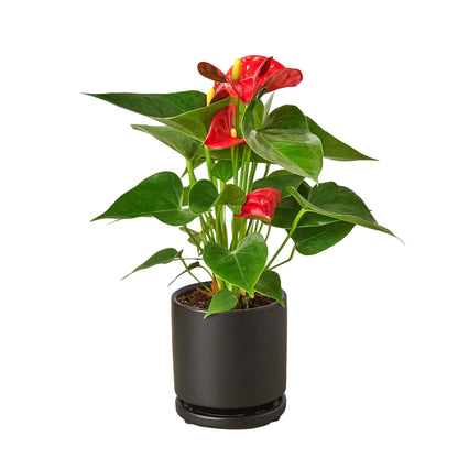 Red Anthurium - Anthurium Andraeanum