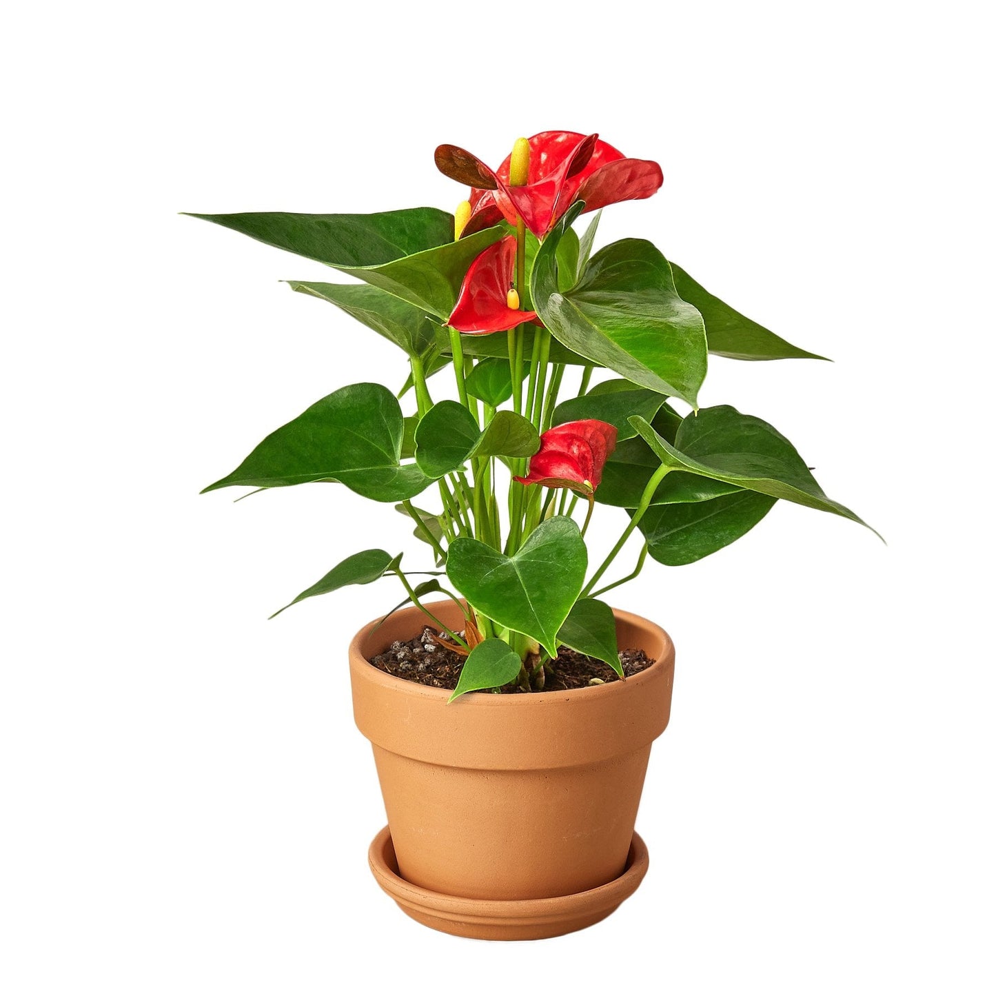 Red Anthurium - Anthurium Andraeanum