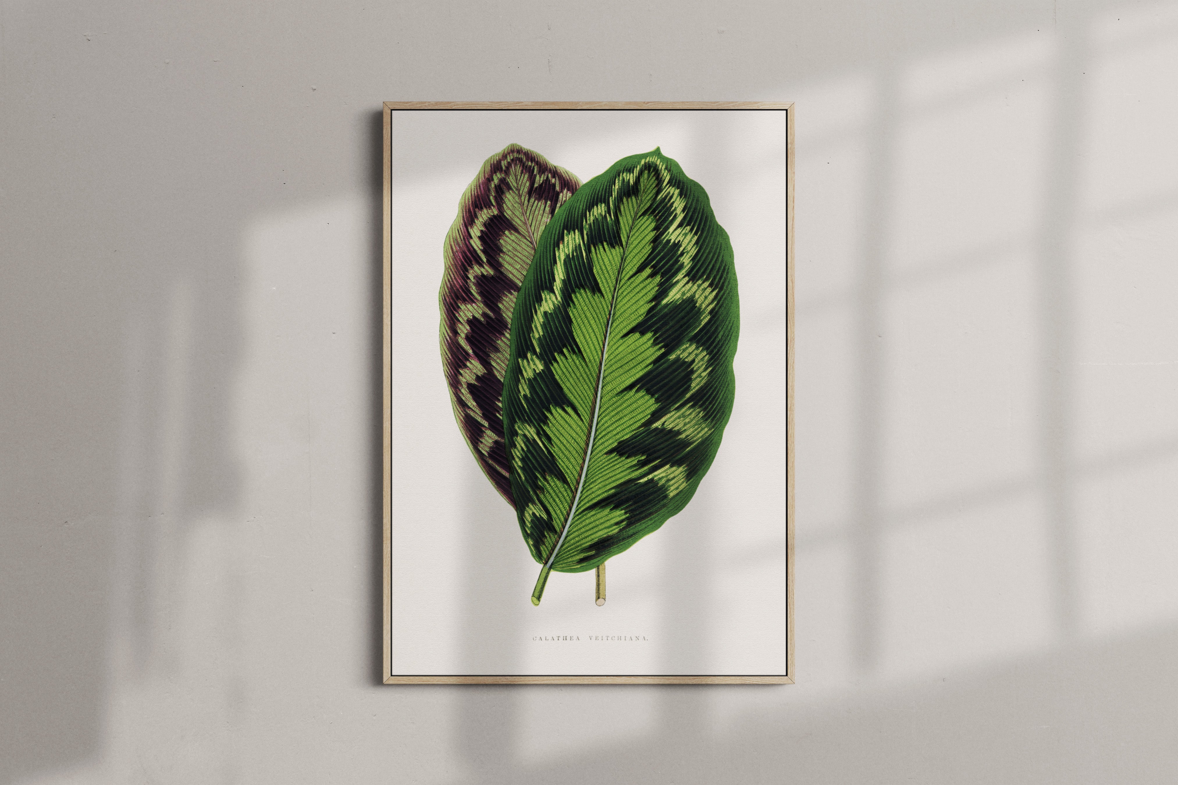 Calathea Veitchiana - Vintage Botanical Framed Canvas Print