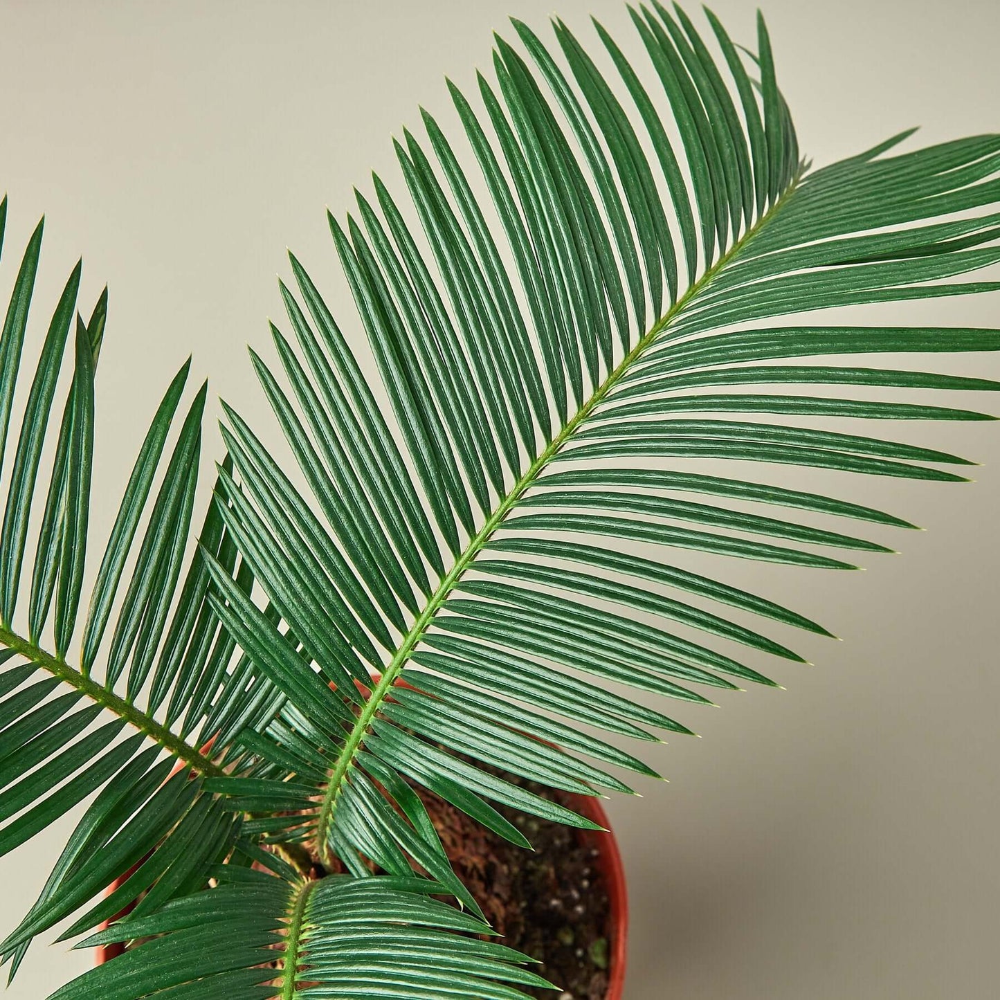 Sago Palm - In 6" Pot