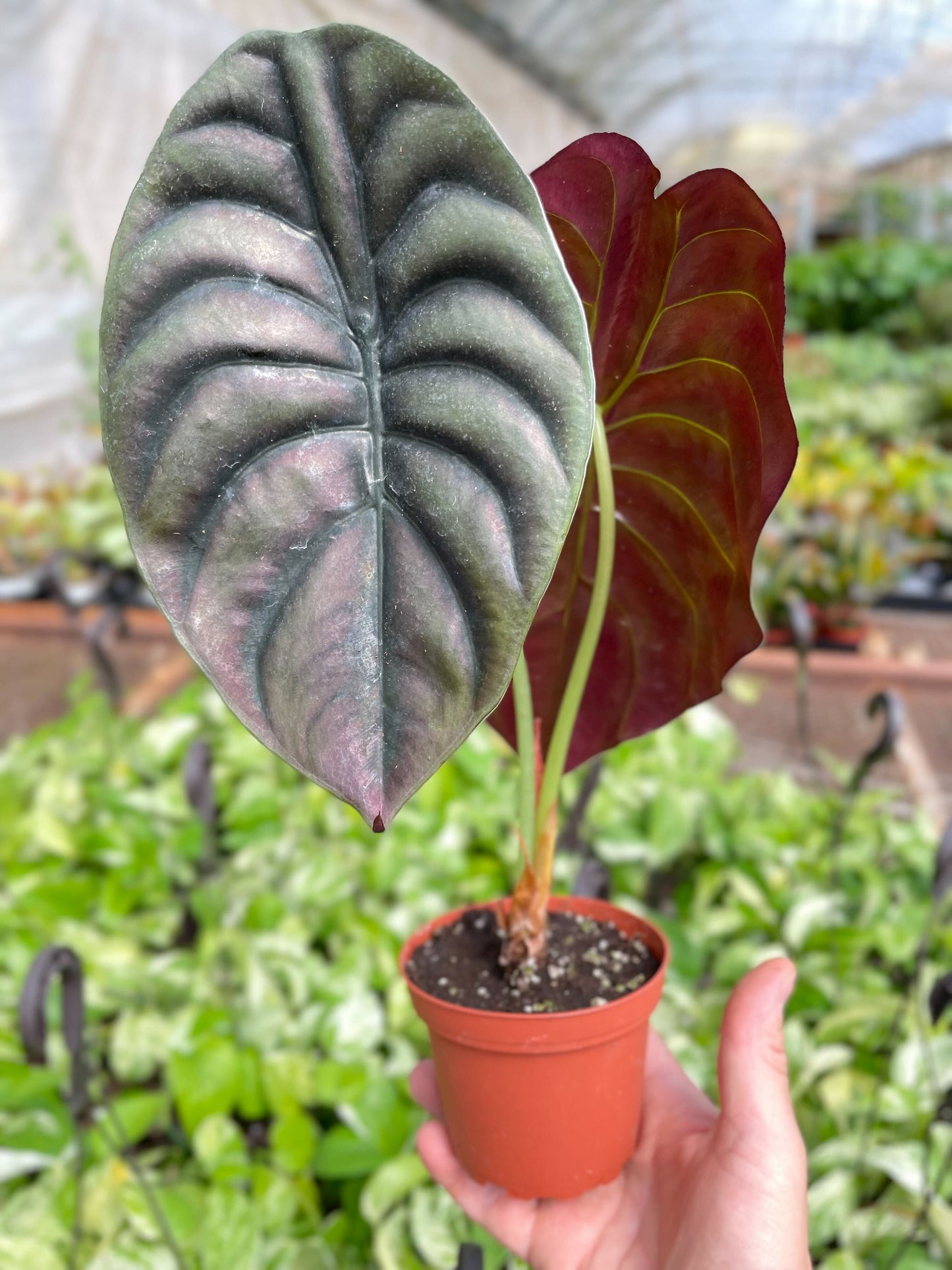 Alocasia Cuprea - Red Secret Alocasia