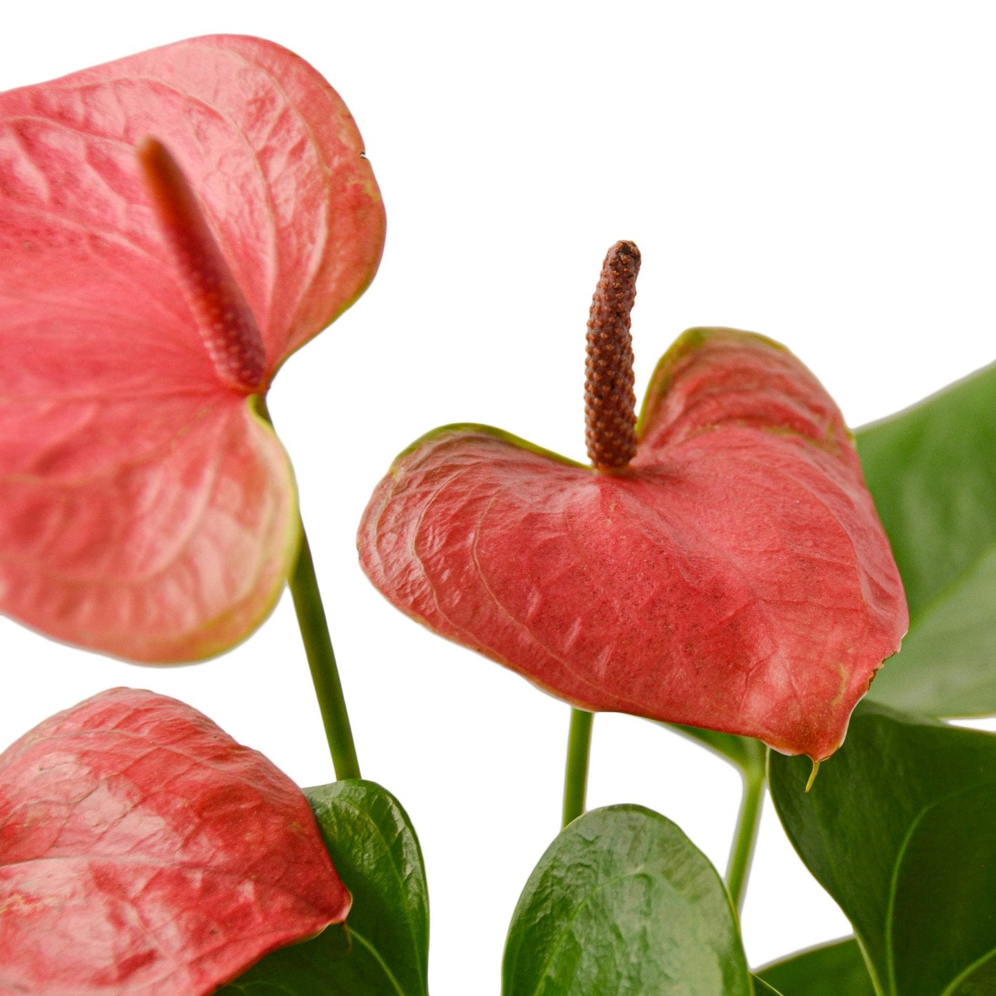 Pink Anthurium Andraeanum