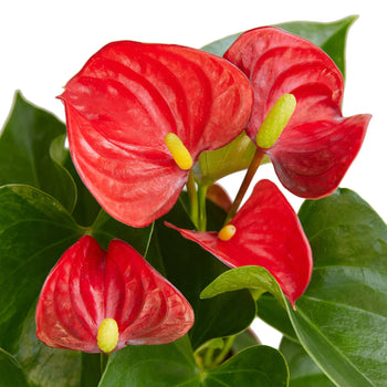 Red Anthurium - Anthurium Andraeanum