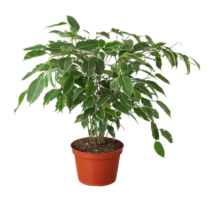Ficus 'Breeze' - 6" Pot