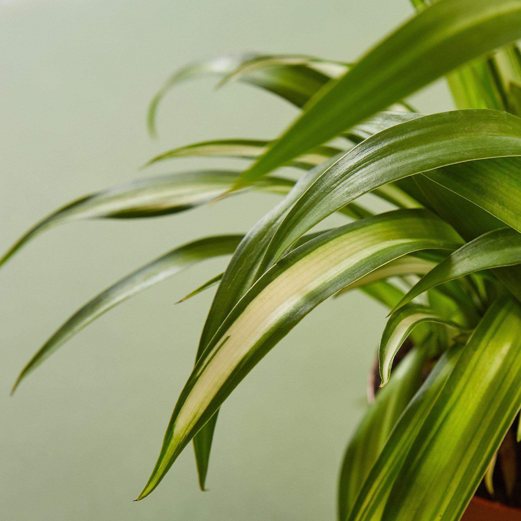 Chlorophytum comosum, Hawaiian Spider Plant